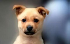 小土狗，也很可愛呀！