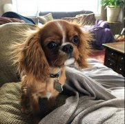 狗狗冬季毛發(fā)打結(jié)，如何正確洗澡！