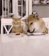 貓糧狗糧可以混吃嗎？ 華興寵物食品