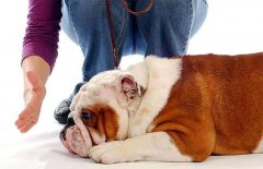 狗狗被主人打后會(huì)存有報(bào)復(fù)寵主嗎？