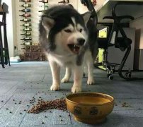 這些錯(cuò)誤喂食習(xí)慣，別再犯了  華興寵物食品