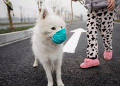 疫情下，如何保證寵物的安全？