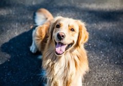 春季養(yǎng)狗，需要注意什么？ 華興寵物食品