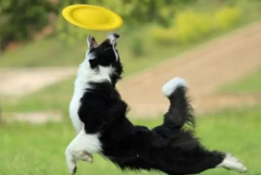 狗狗春季掉毛持續(xù)多久？如何改善愛寵的被毛？