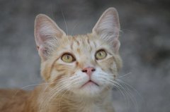 流浪貓可以帶回家養(yǎng)嗎？怎么把流浪貓帶回家養(yǎng)？