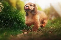 帶狗出門的五大注意事項，做個合格的養(yǎng)犬人