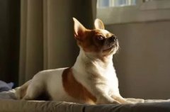 主人出門將狗狗留在家中，這些事項(xiàng)一定要牢記