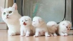 貓咪一生要經(jīng)歷的六個(gè)階段，你家貓?zhí)幱谀膫€(gè)時(shí)期？