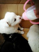 剛出生的小狗如何人工喂養(yǎng)？