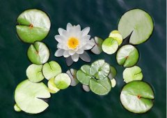 夏至丨夏花燦爛，愛(ài)至美好