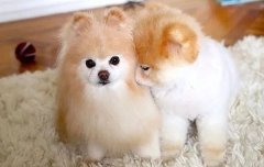 我想養(yǎng)狗，養(yǎng)什么狗，告別單身的狗