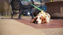 天氣熱了，寵主們請停止對狗狗的傷害！