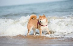 夏季遛狗，要避開這四種不良行為，你別不知道