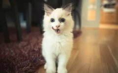 只需看這幾點，就能判斷貓咪熱不熱