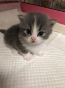 你家的貓咪多大了你知道嗎？