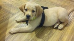 注意！狗狗的這些動作不是撒嬌，而是求助！