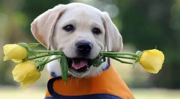 感動(dòng)！原來(lái)狗狗這些表現(xiàn)，都是愛(ài)的證明