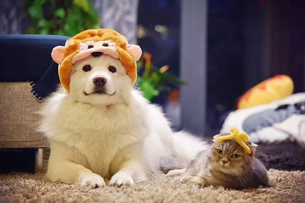 過(guò)年啦，家里的貓貓狗狗你是怎么安排的呢？快來(lái)看看