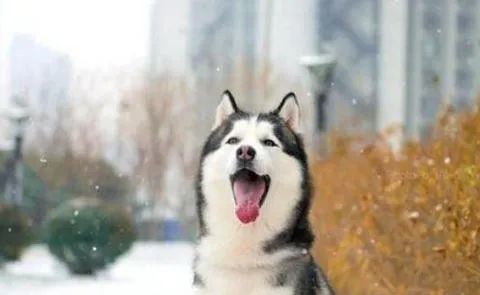 狗狗愛(ài)叫怎么辦？這六招，教給你