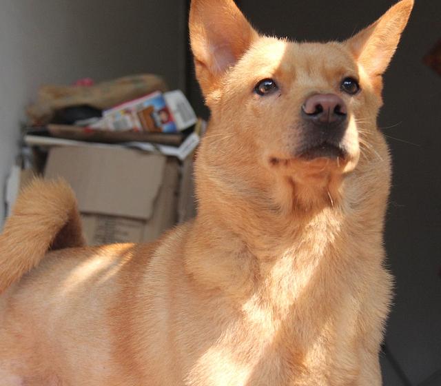 不要隨便打狗狗，否則后果會(huì)很?chē)?yán)重