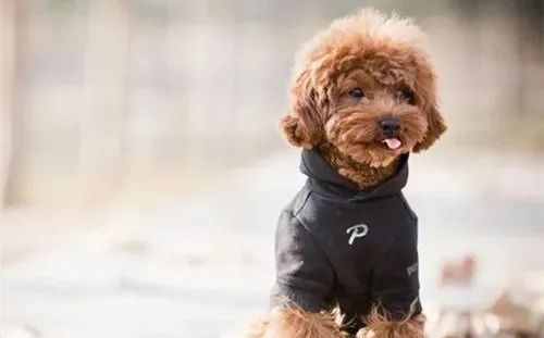 養(yǎng)狗，這些“低級錯誤”千萬不能犯！