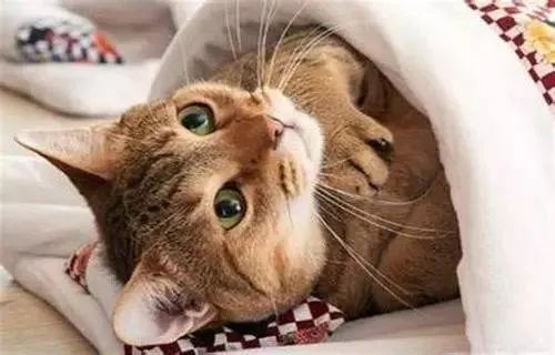 說(shuō)出來(lái)你可能不信，貓咪過(guò)冬其實(shí)也有“南北差異”