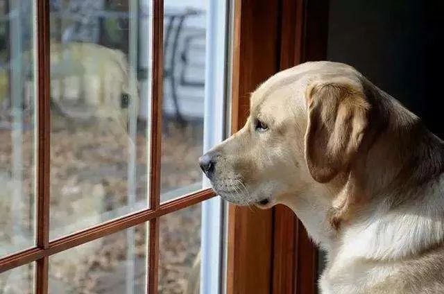 主人不在家的時(shí)候狗子都在干嘛？