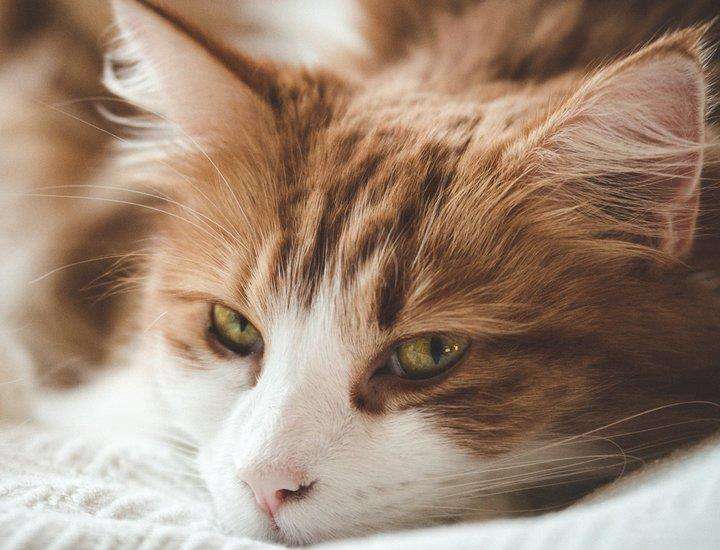 面對(duì)壞脾氣的貓咪我們?cè)撛趺崔k呢？