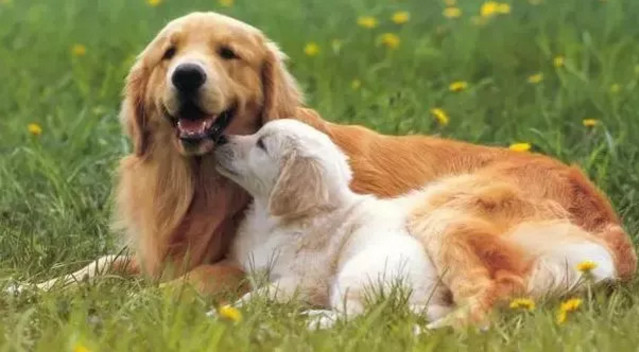 春季貓狗毛發(fā)滿天飛，如果是病理性掉毛，鏟屎官們要注意了！