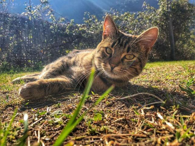 貓咪在春天容易感冒，平時(shí)應(yīng)該注意什么呢？