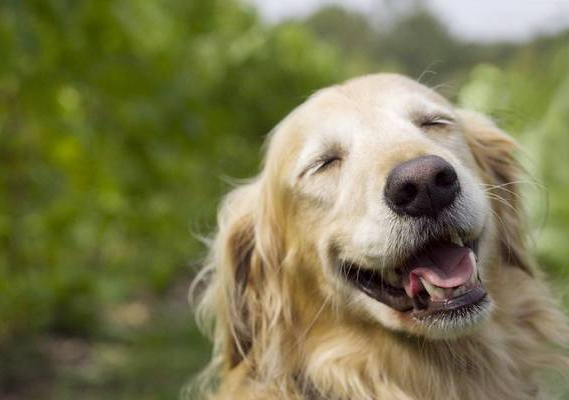 別再誤會(huì)狗狗了，它的這些行為，內(nèi)心想法是這樣的