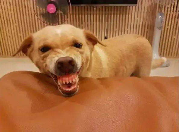 如果你家的狗狗出現(xiàn)以下行為，說(shuō)明狗狗對(duì)你有意見(jiàn)了