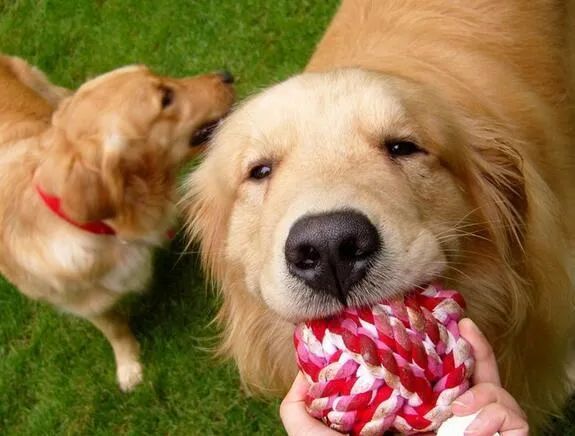 人生樂(lè)趣，從養(yǎng)一只金毛犬開(kāi)始吧