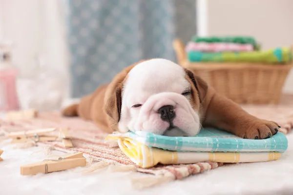 冬天給狗狗梳毛時(shí)總有靜電怎么辦？