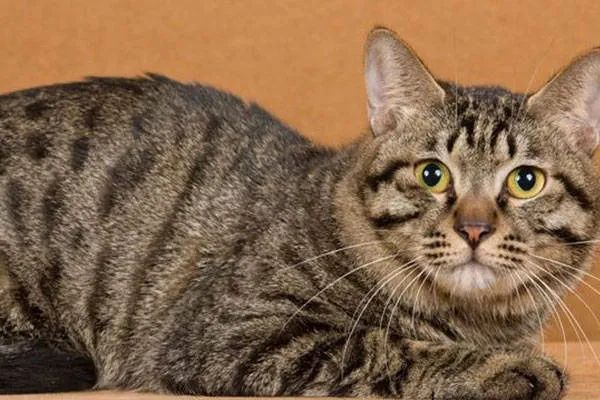 今天我們來(lái)盤(pán)點(diǎn)一下五種熱門(mén)的寵物貓，來(lái)看看你家的貓咪上榜了嗎？