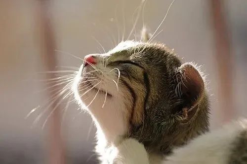 養(yǎng)貓忠告：這3件事一定要做，還有3件事千萬不要做！