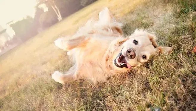 撒嬌狗狗最好命！狗界撒嬌狂，養(yǎng)一只很幸福！