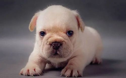 幼犬喂食的5個(gè)要點(diǎn)！小狗身體虛弱，主人可要注意了！